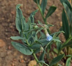 Mertensia lanceolata