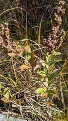 Spiraea tomentosa