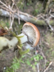 Gomphidius subroseus