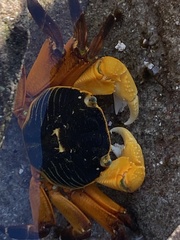 Leptograpsus variegatus