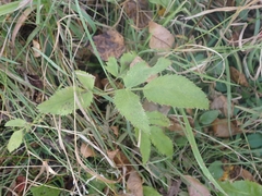 Zizia aurea