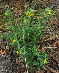 Lithospermum multiflorum