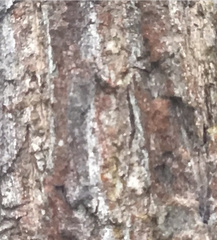 Herpothallon rubrocinctum