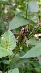 Eneoptera surinamensis