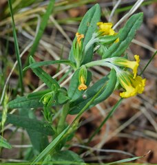 Lithospermum multiflorum