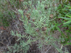 Lavandula