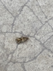Oinophila v-flava