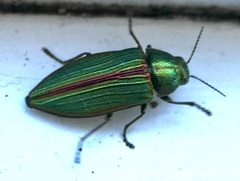 Buprestis aurulenta
