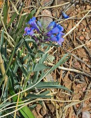 Penstemon angustifolius