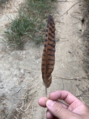 Centropus sinensis