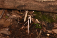 Arachnitis uniflora
