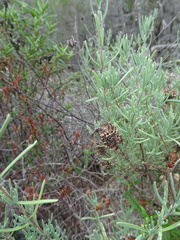 Lavandula