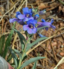 Penstemon angustifolius