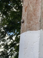 Caracolus marginella
