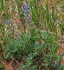 Lupinus plattensis