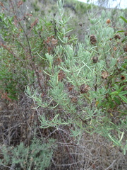 Lavandula