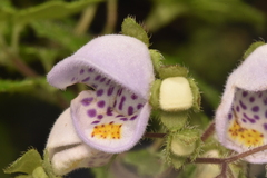 Jovellana punctata