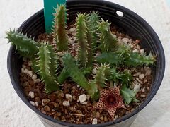 Huernia hystrix