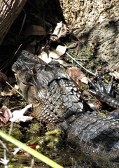 Alligator mississippiensis