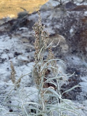 Artemisia longifolia