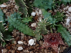 Huernia hystrix