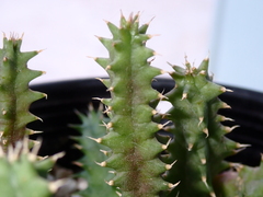 Huernia hystrix