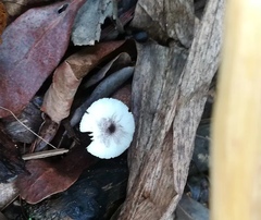 Leucocoprinus brebissonii