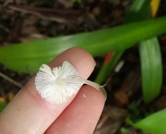 Leucocoprinus brebissonii