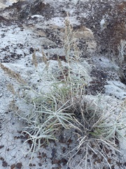 Artemisia longifolia