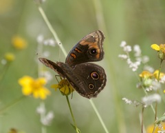 Junonia nigrosuffusa