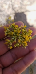 Xylothamia diffusa