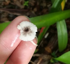 Leucocoprinus brebissonii