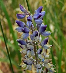 Lupinus plattensis