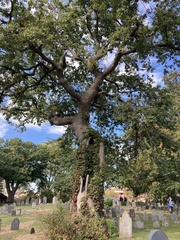 Quercus