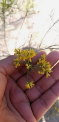 Xylothamia diffusa