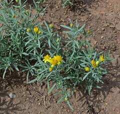 Picradeniopsis oppositifolia