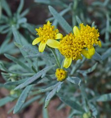 Picradeniopsis oppositifolia