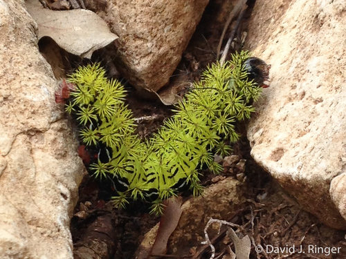 Zephyr Eyed Silkmoth