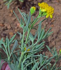 Picradeniopsis oppositifolia