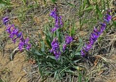 Penstemon secundiflorus