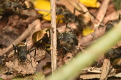 Camponotus chilensis