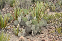 Opuntia rufida