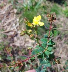 Hypericum connatum