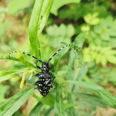 Anoplophora chinensis