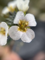 Brassiceae