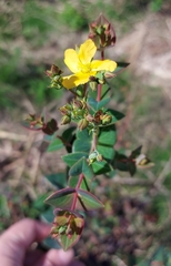 Hypericum connatum