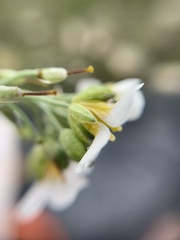 Brassiceae