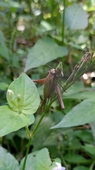 Eneoptera surinamensis
