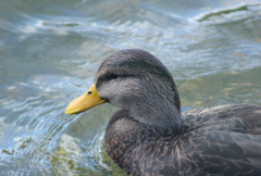 Anas rubripes × platyrhynchos