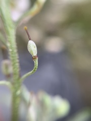 Brassiceae